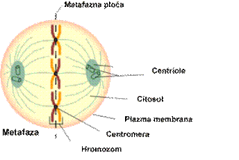 Metafaza